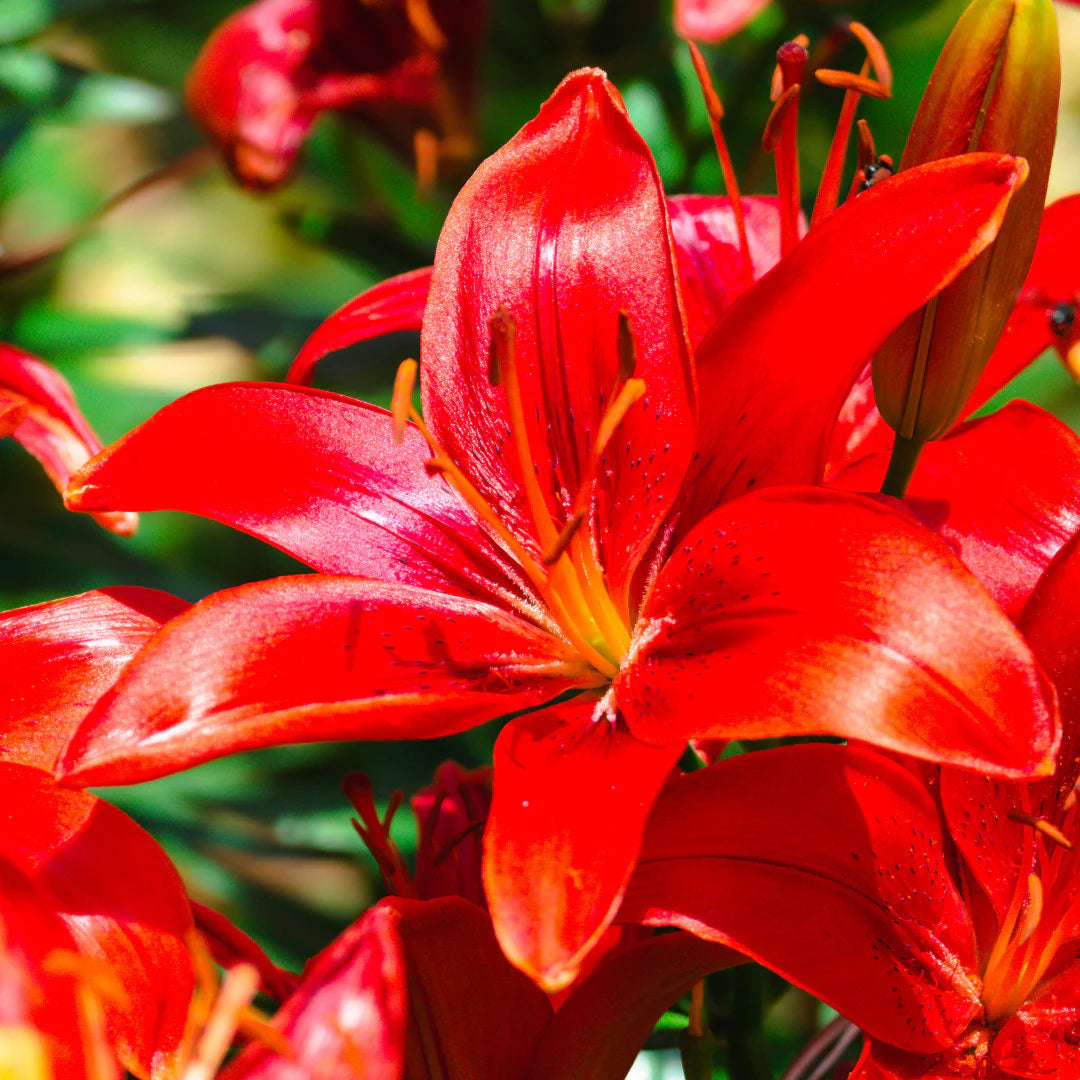Rare Lily Bulbs