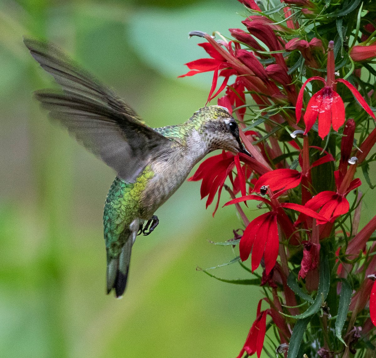 🔥🐦"Hummingbird Carpet"🌸Epilobium garrettii – Rainbow Burst 🌈