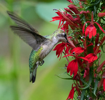 🔥🐦"Hummingbird Carpet"🌸Epilobium garrettii – Rainbow Burst 🌈
