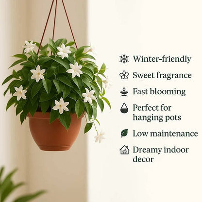 🌸LAST DAY Promotion 49% OFF🌸Double Jasmine