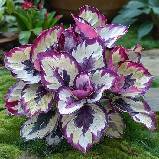 Add a variety of colors to the space-Rare Hosta Seeds🌿