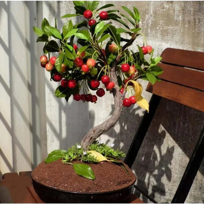 🍒 Premium Sweet Cherry Seeds (New Harvest) – 99% Germination | Pre-Primed for Fast Sprouting