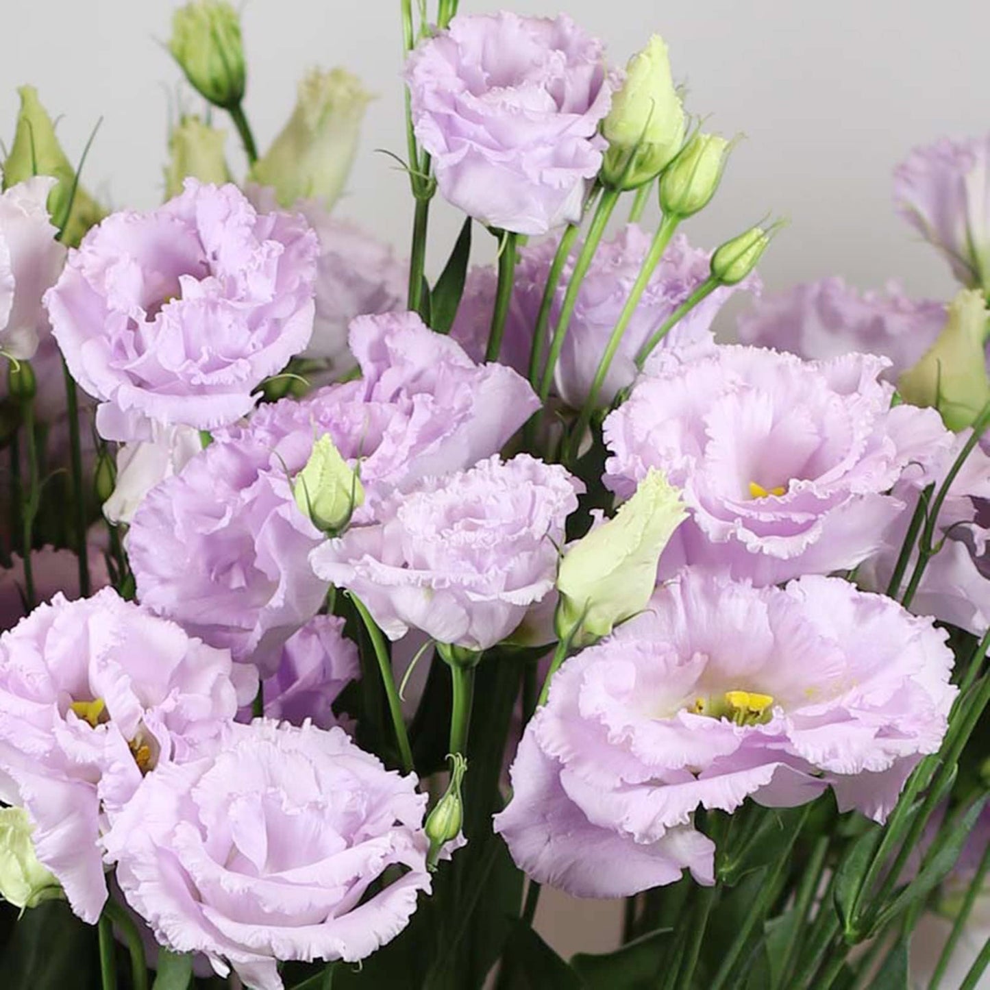 Perennial, long-flowering: Lisianthus seeds🌼