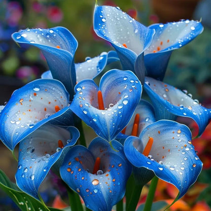 Mysterious Aurora Calla Lily