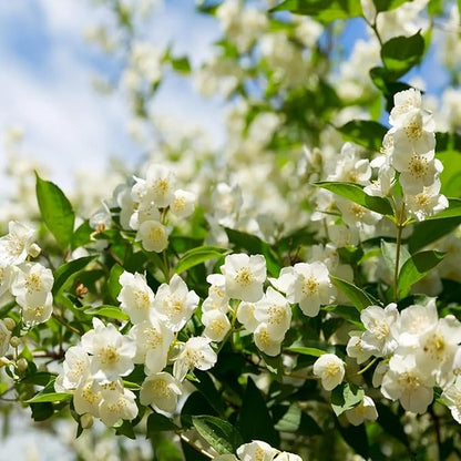 LAST DAY Promotion 49% OFF 🌸 Jasmine Potted Plant