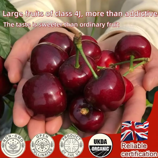 🍒 Premium Sweet Cherry Seeds (New Harvest) – 99% Germination | Pre-Primed for Fast Sprouting