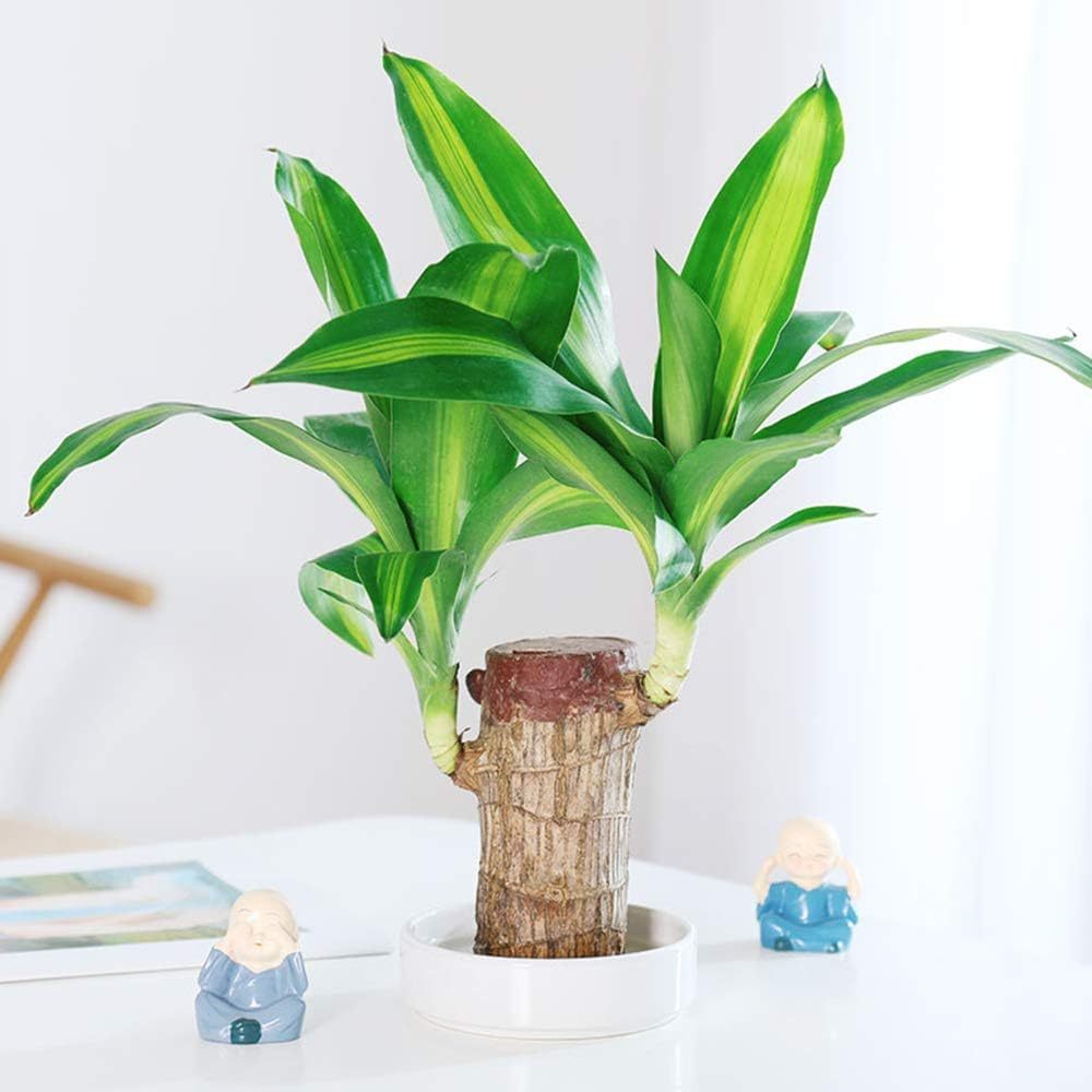 🎁Lucky Plant🪴Brazilian Wood🔥The best-selling bonsai in 2026