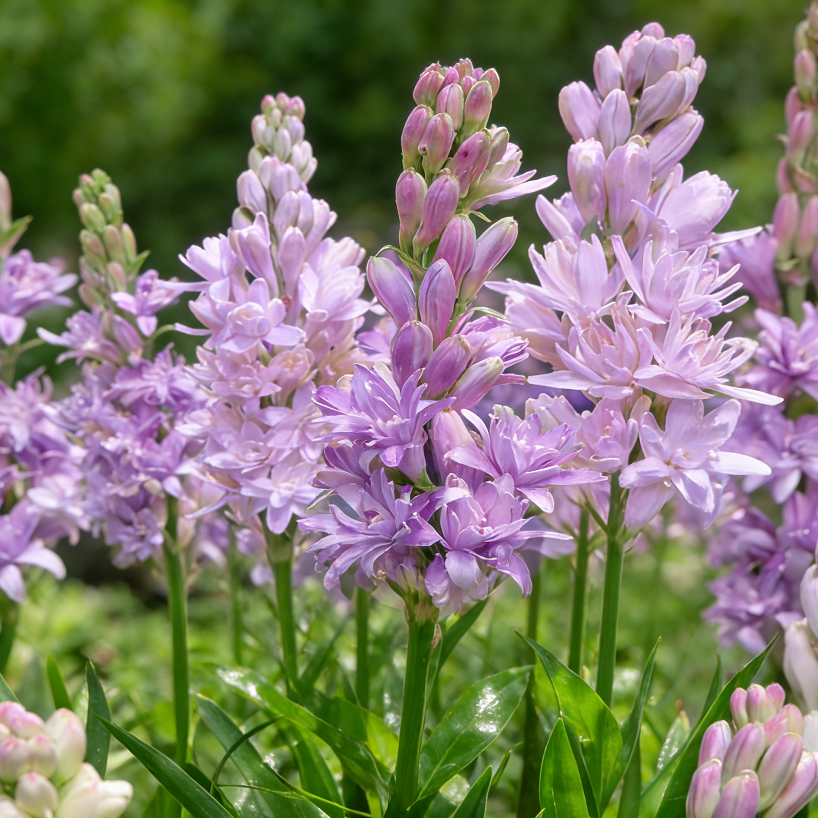 🌸Double Perfume Tuberose Bulbs—Moon Garden Flower