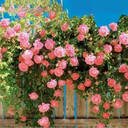 Climbing Rose Vine Seeds 🌹Amazing Growth & Beautiful Roses