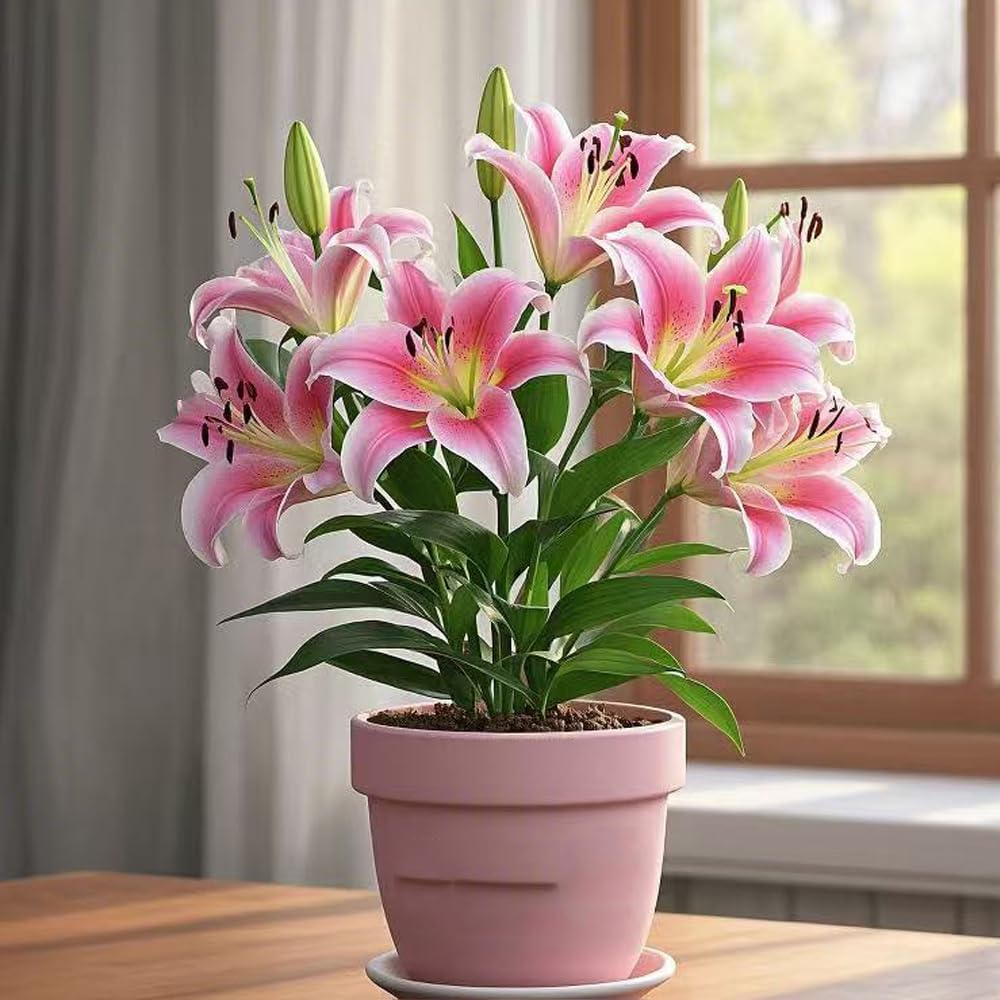 Rare Lily Bulbs