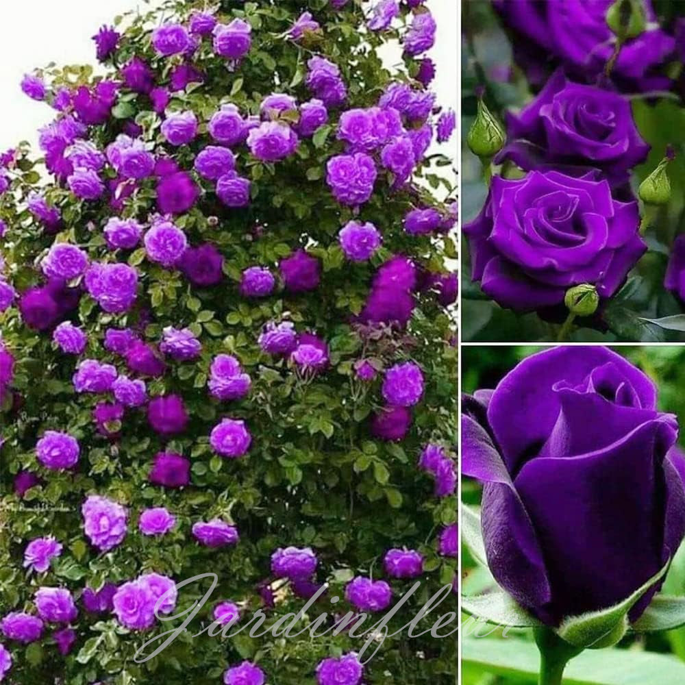 Climbing Rose Seeds