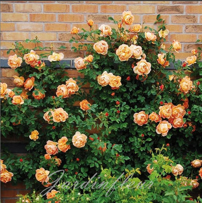 Climbing Rose Seeds
