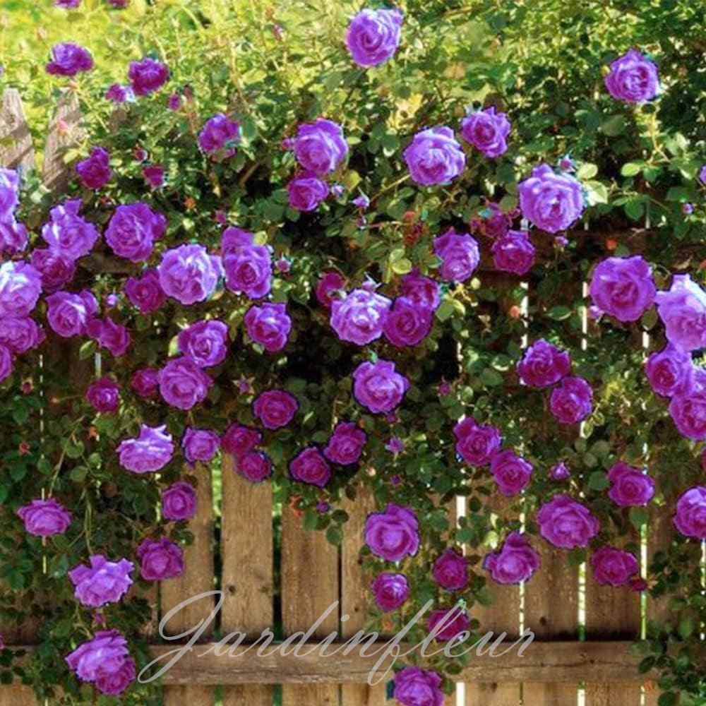 Climbing Rose Seeds