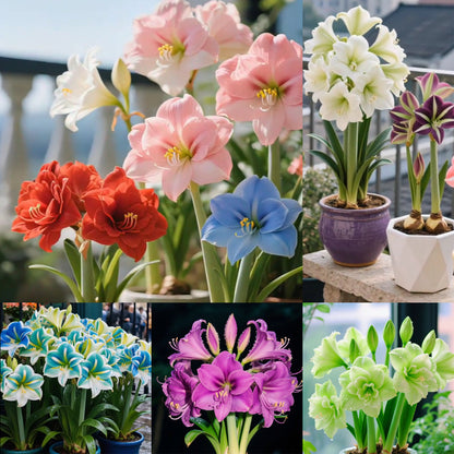 ✨Limited Offer 🌺 Double-Petaled Perfume Amaryllis Bulbs – Giant Blooms, Winter’s Flower ❄️