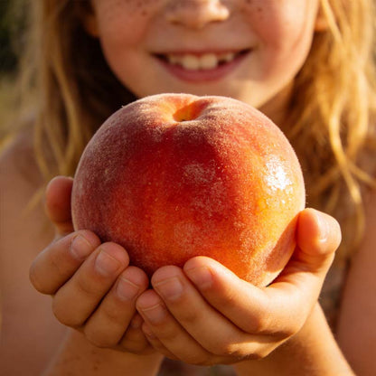 ⏰VIP Shipping Today Only-Ships within 24 hours⏰ 🍑 Heirloom "Honey Red" Dwarf Peach Tree Live Seeds