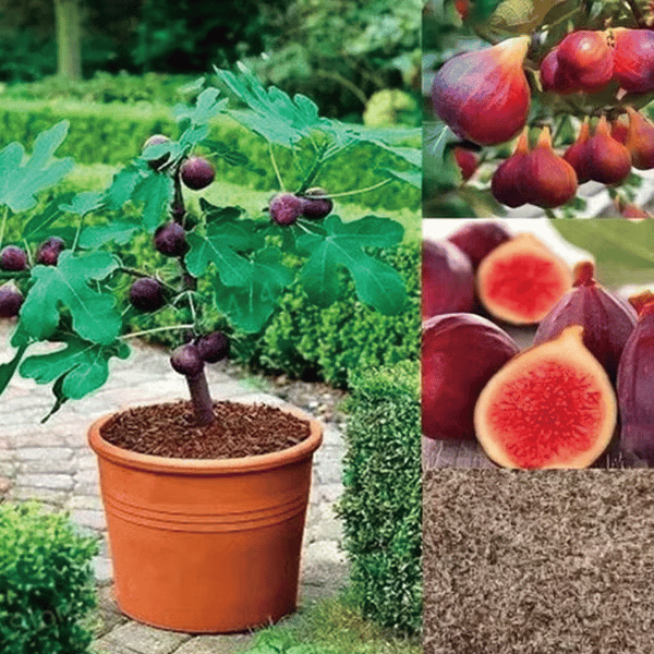 🏆 Over 65,000 Sold! 🌿 Ficus Carica Seeds – Easy to Grow at Home on Your Terrace or Balcony