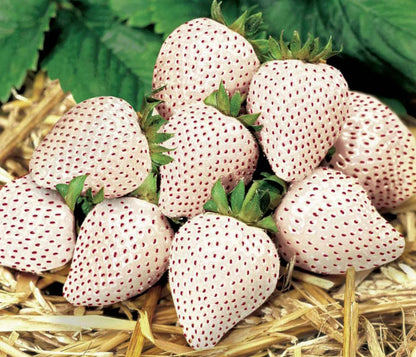 White Cream Strawberry Seeds – Sweet, Unique & Easy to Grow at Home