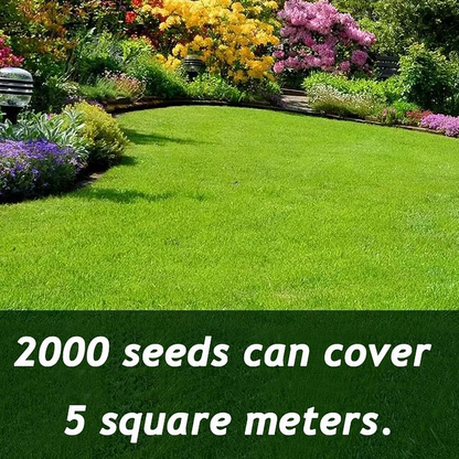 🌱 Evergreen dwarf grass seed for four seasons | Create your perfect lawn here
