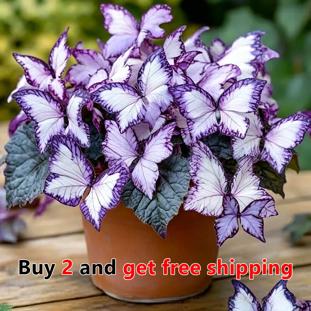 🌸 Moonlight Butterfly Flower Seeds