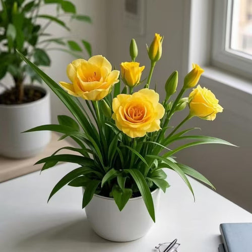 Potted rose bulbs🌹