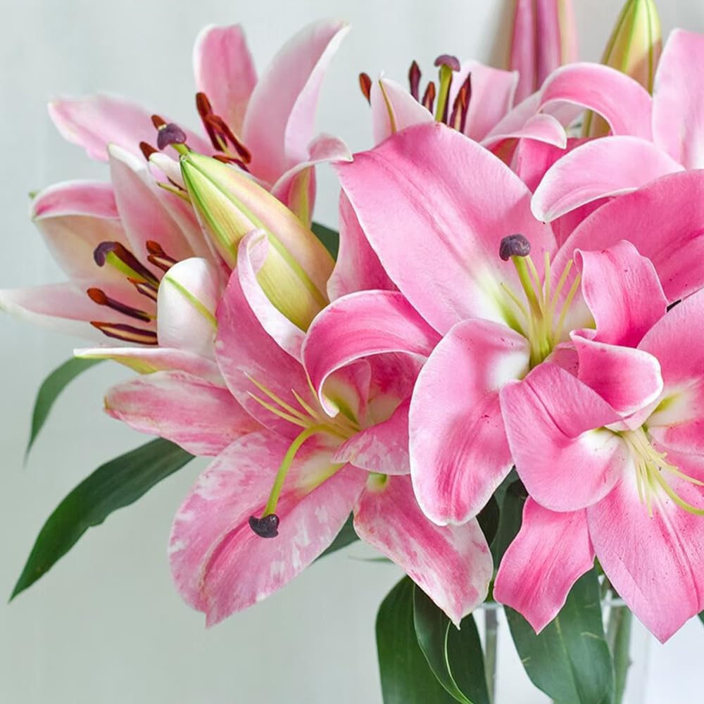 Rare Lily Bulbs