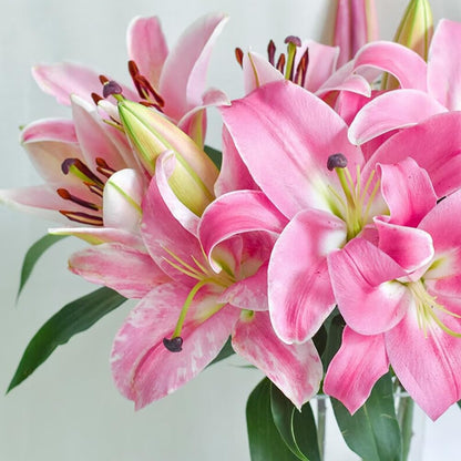 Rare Lily Bulbs