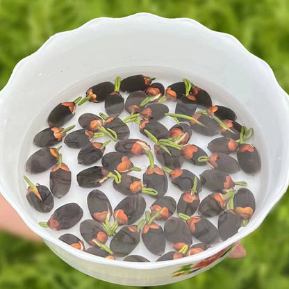 USDA Organic Certified Hydroponic Lotus Seeds