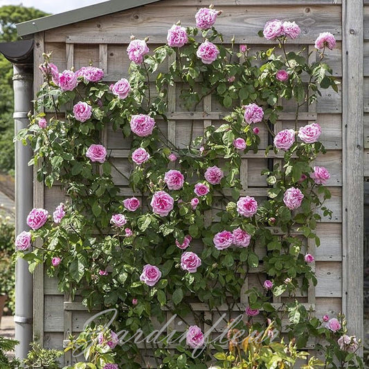 Climbing Rose Seeds