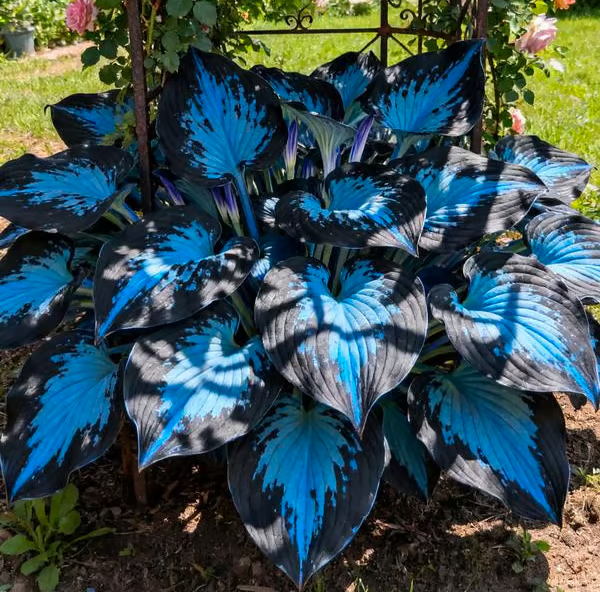 🌟Spring & Winter Growing🍃Premium Rare Hosta Seeds🌿Perfect For Cut Flowers【98% Germination Rate】
