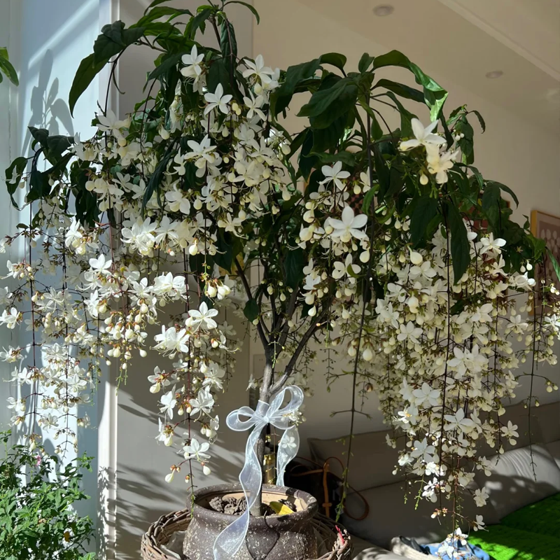 🌿Weeping Jasmine Seeds💮A faint fragrance lulls you into dreamland