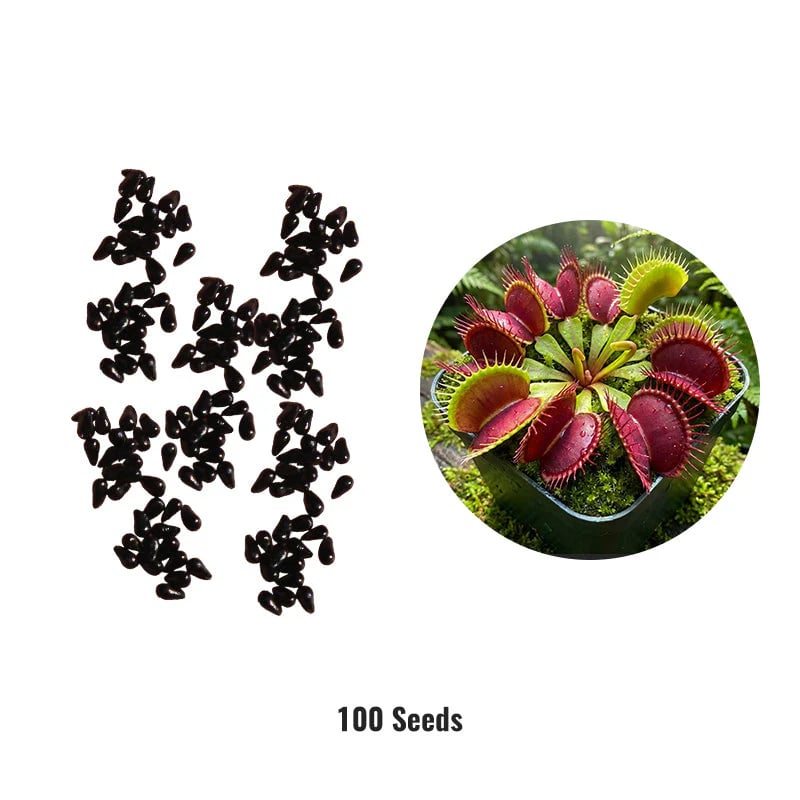 🌱[Amazing Venus Flytrap Seeds]—Grow Your Own Mini Carnivorous Monster!😱🌿