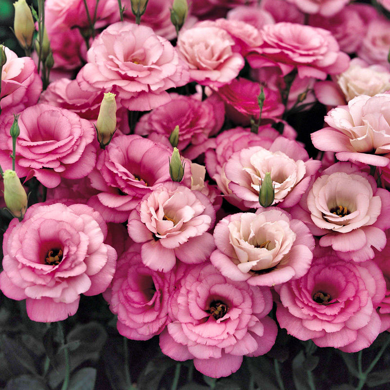 Perennial, long-flowering: Lisianthus seeds🌼