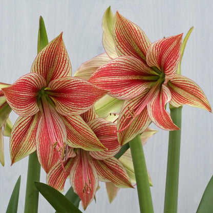 💥😍Rare double-petaled amaryllis bulbs