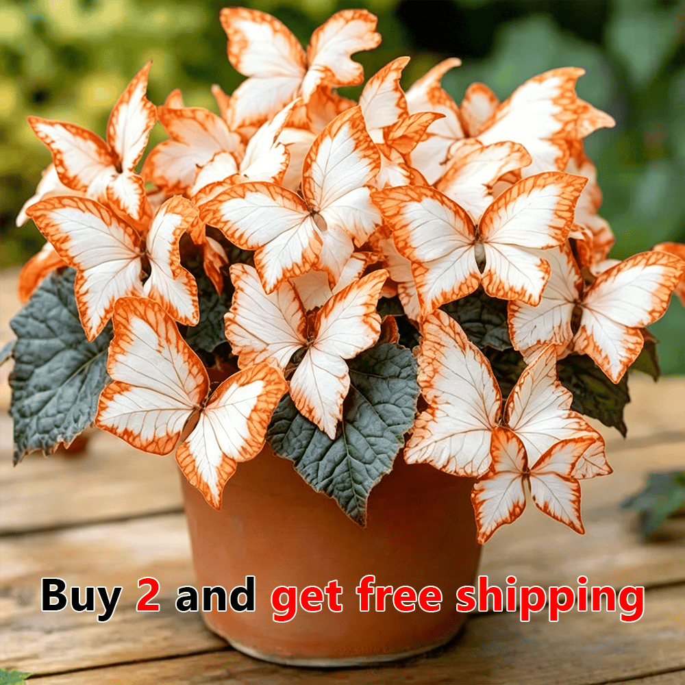 🌸 Moonlight Butterfly Flower Seeds