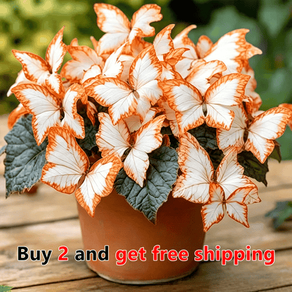 🌸 Moonlight Butterfly Flower Seeds