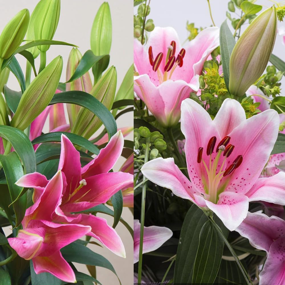 Rare Lily Bulbs