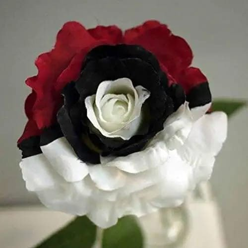 Rare Black Rose Seeds for Planting, Heirloom, No-GMO 200+ Beautiful Flower Seeds Home Garden Bonsai