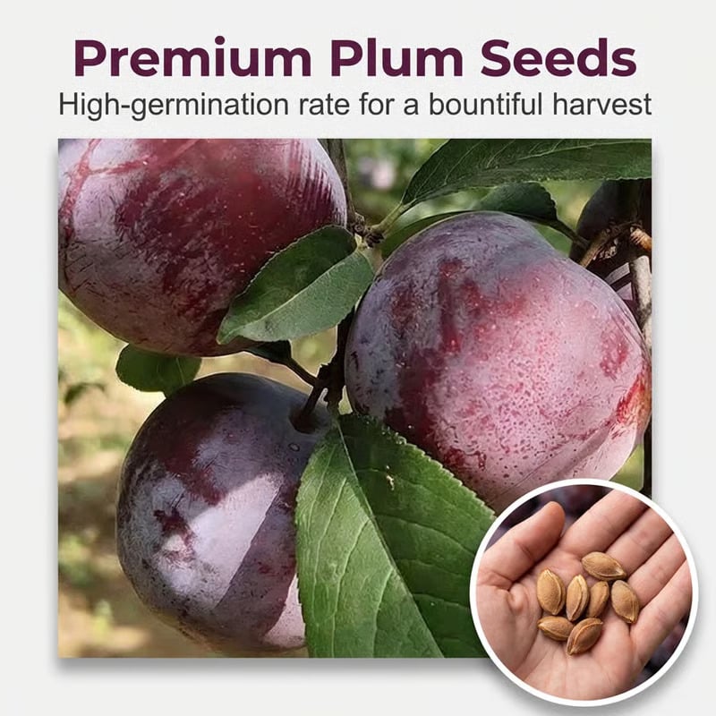 ⏰VIP Shipping Today Only-Ships within 24 hours⏰🍑Heirloom Non-GMO Grafted Plum Tree Seeds