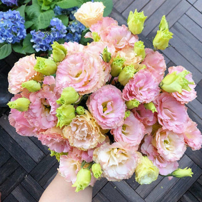 Perennial, long-flowering: Lisianthus seeds🌼