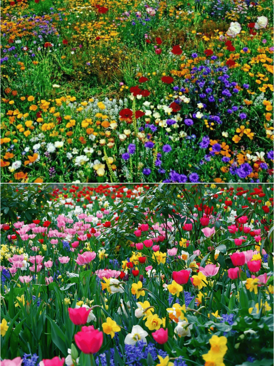 💝Mixed Perennial Flowers Seeds30- 60kinds mixed