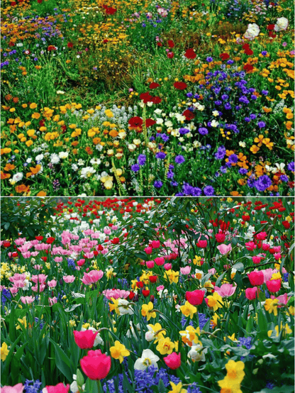 💝Mixed Perennial Flowers Seeds30- 60kinds mixed