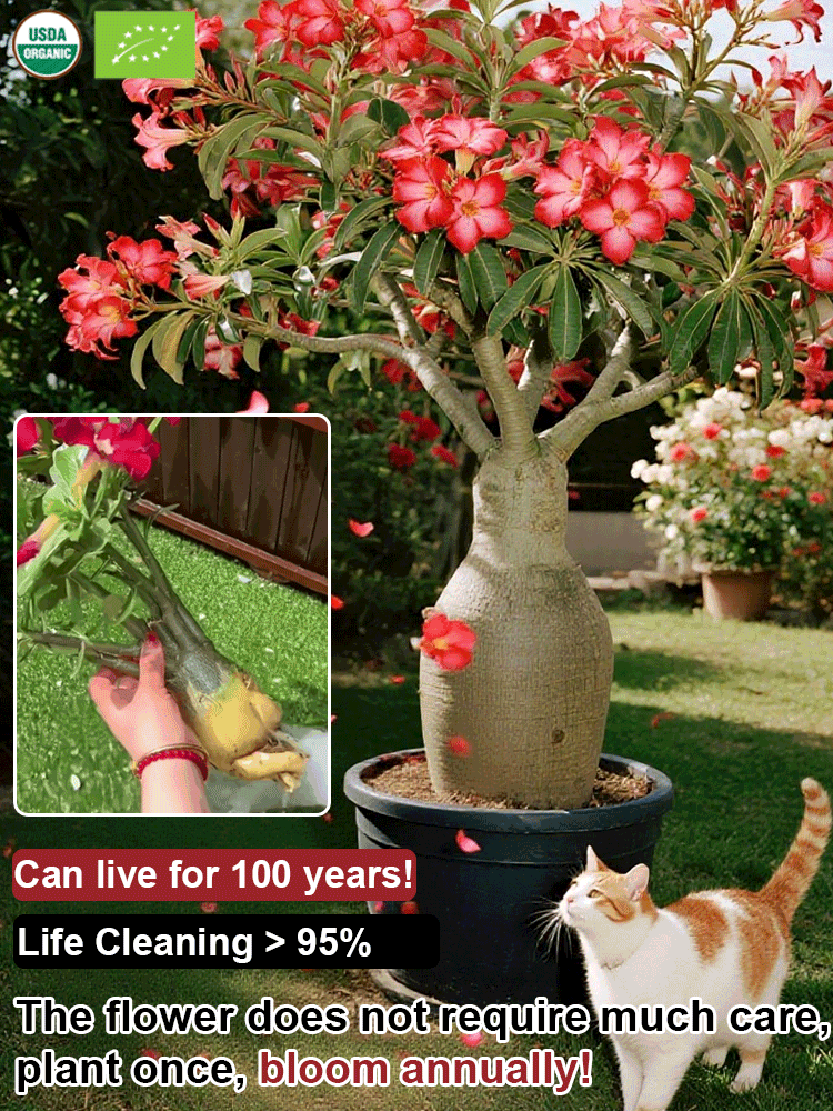 【Blooms in 25 days】Heat-resistant, Sun-resistant, Drought-resistant Desert Rose Bulbs 🔥Can Grow Without Watering