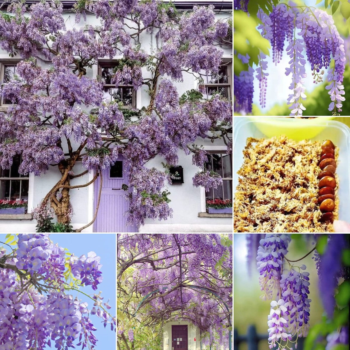 Wisteria Flower Seeds-Waterfall Flower