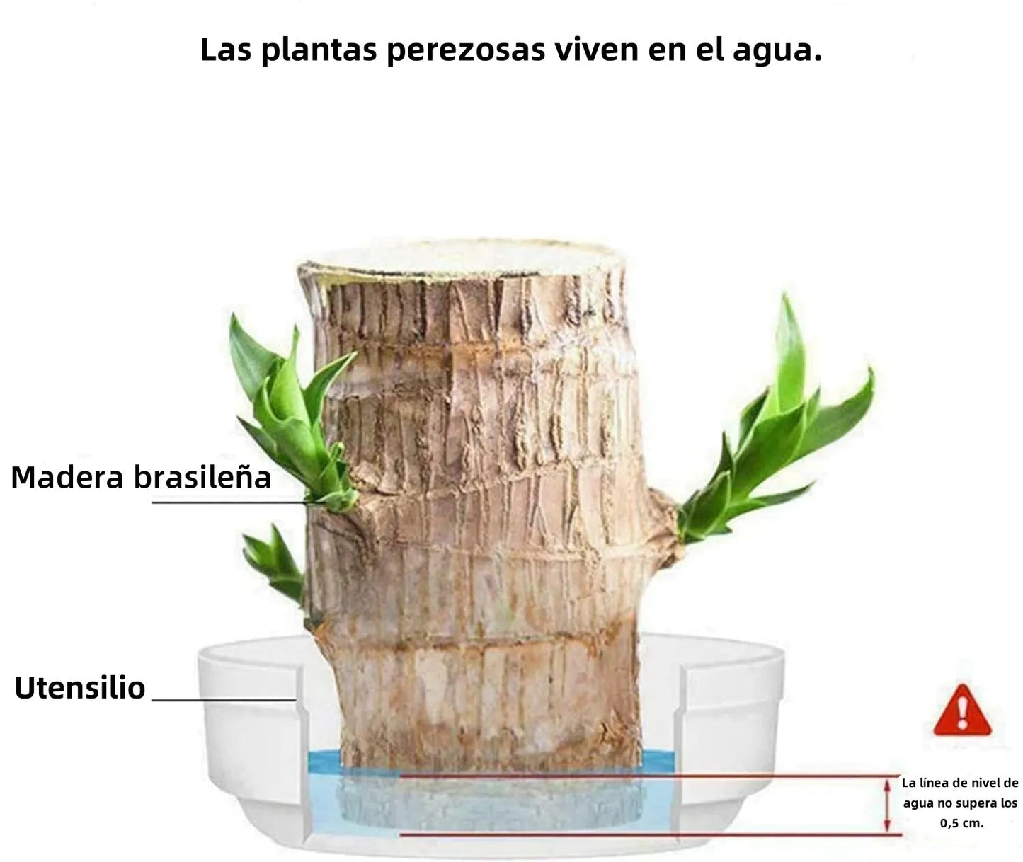 🎁Lucky Plant🪴Brazilian Wood🔥The best-selling bonsai in 2026