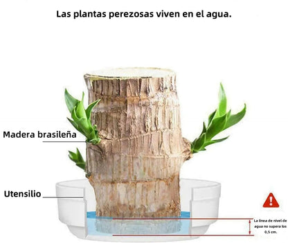 🎁Lucky Plant🪴Brazilian Wood🔥The best-selling bonsai in 2026