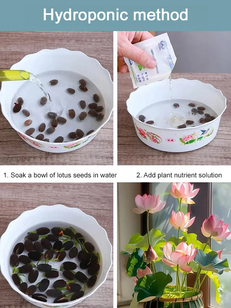 USDA Organic Certified Hydroponic Lotus Seeds