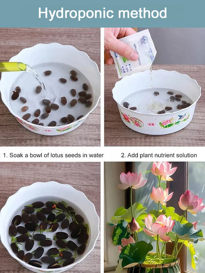 USDA Organic Certified Hydroponic Lotus Seeds