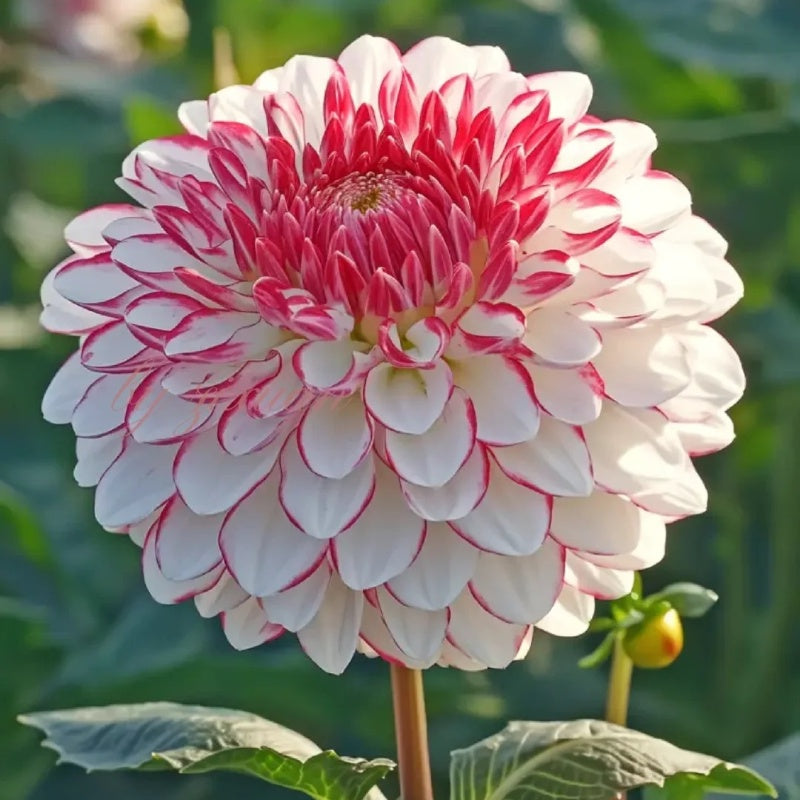 Rare Double Dahlias – Bold Blooms Ordinary Gardens Never Have