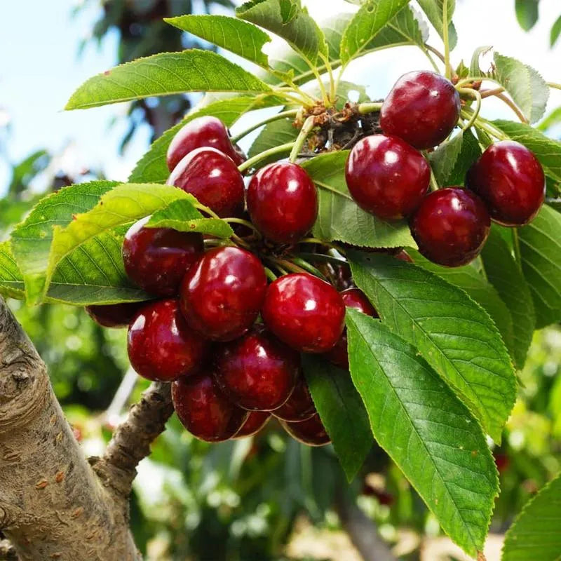 🍒 Premium Sweet Cherry Seeds (New Harvest) – 99% Germination | Pre-Primed for Fast Sprouting