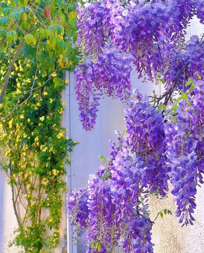 Wisteria Flower Seeds-Waterfall Flower
